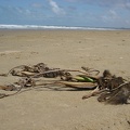 Death in the beach