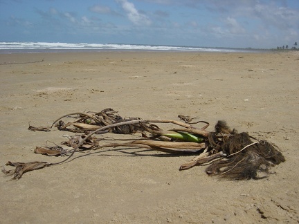Death in the beach