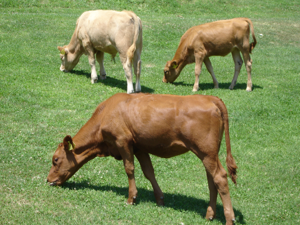 le 3 Mucche