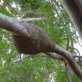 nido su ramo