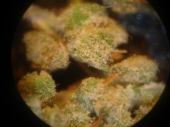 marijuana al microscopio