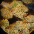 marijuana al microscopio
